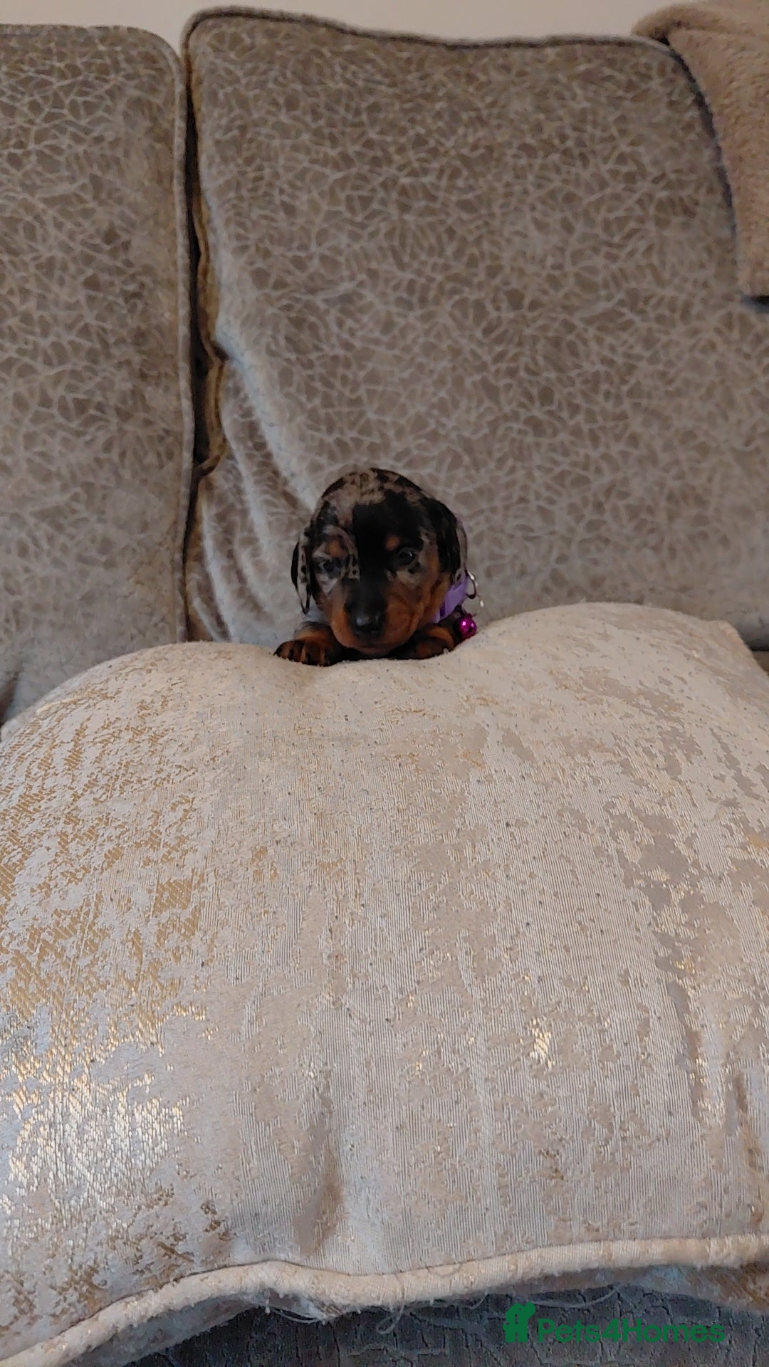 Miniature Dachshund dogs for sale: Ready now beautiful miniature dachshund pups - Image 18