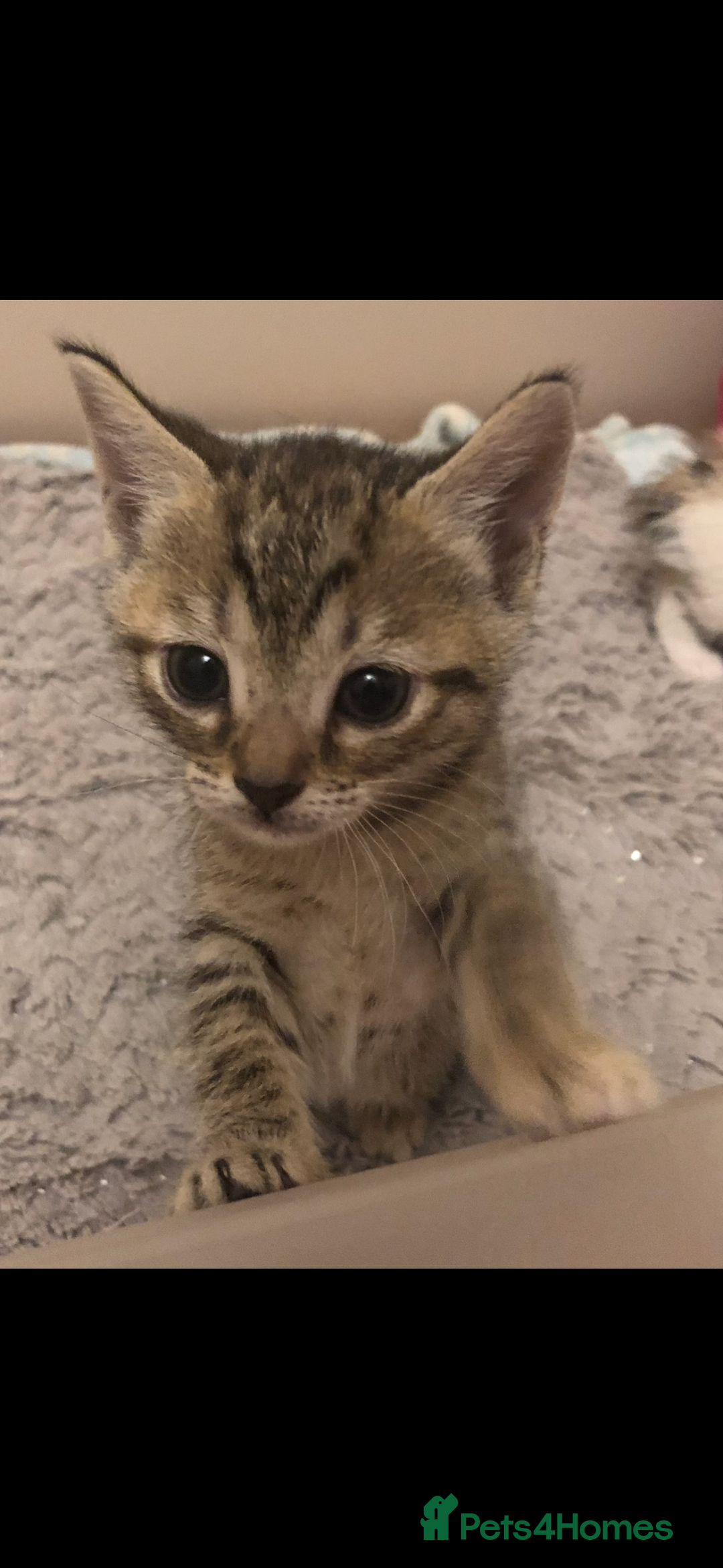 Mixed Breed cats for sale: Kittens 😸 MaineCoon x kittens READY TODAY ❤️😸🐈 - Image 21
