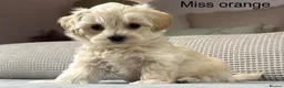 Maltipoo dogs for sale: A BEAUTIFUL ARRAY OF COLOURS AND LOVELINESS  - Advert 14
