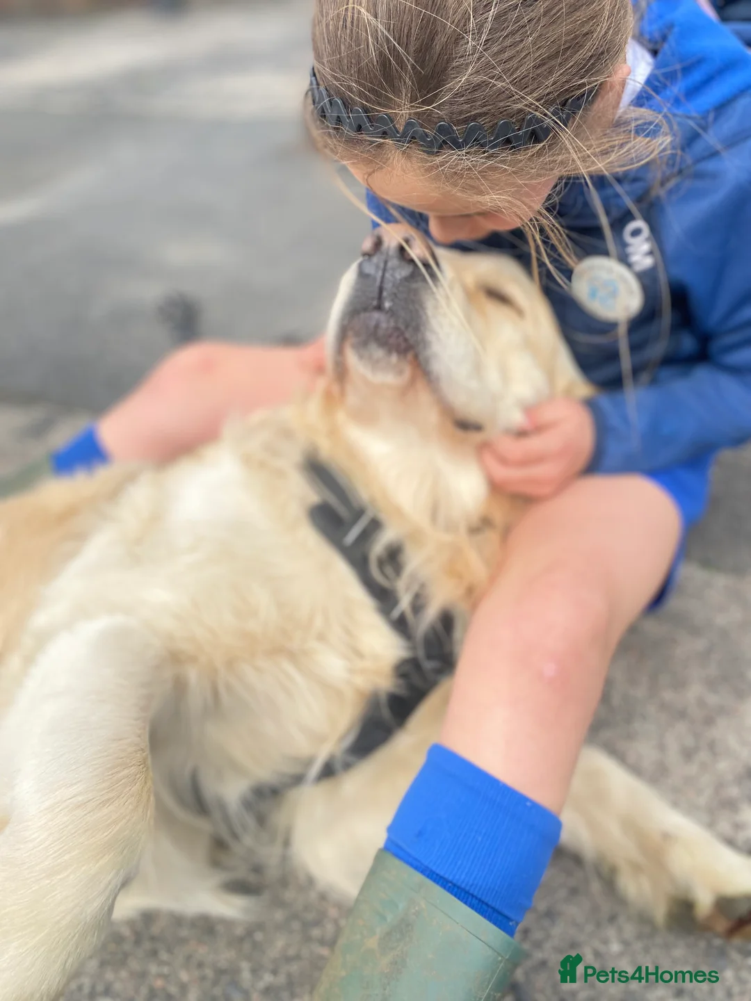 Golden Retriever dogs for stud: ORLAGOLD LUCK OF THE IRISH 🍀 (Duke) in Cheadle - Advert 4