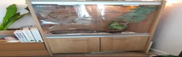Corn Snake reptiles for sale: Female Tessera Cornsnake with Full vivarium Setup - Advert 1
