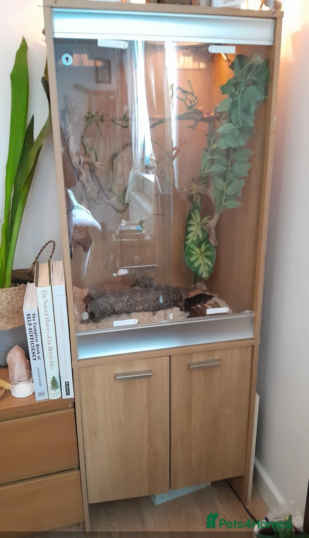Corn Snake reptiles for sale: Female Tessera Cornsnake with Full vivarium Setup - Advert 1