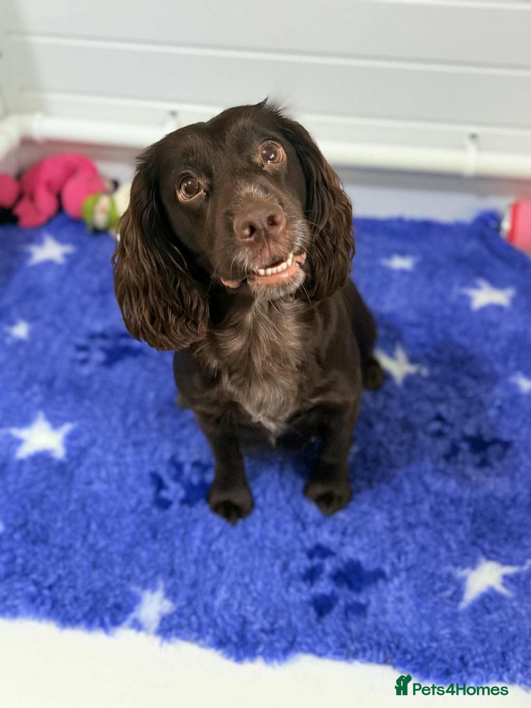 Cocker Spaniel dogs for sale: Working cocker spaniels - Image 21