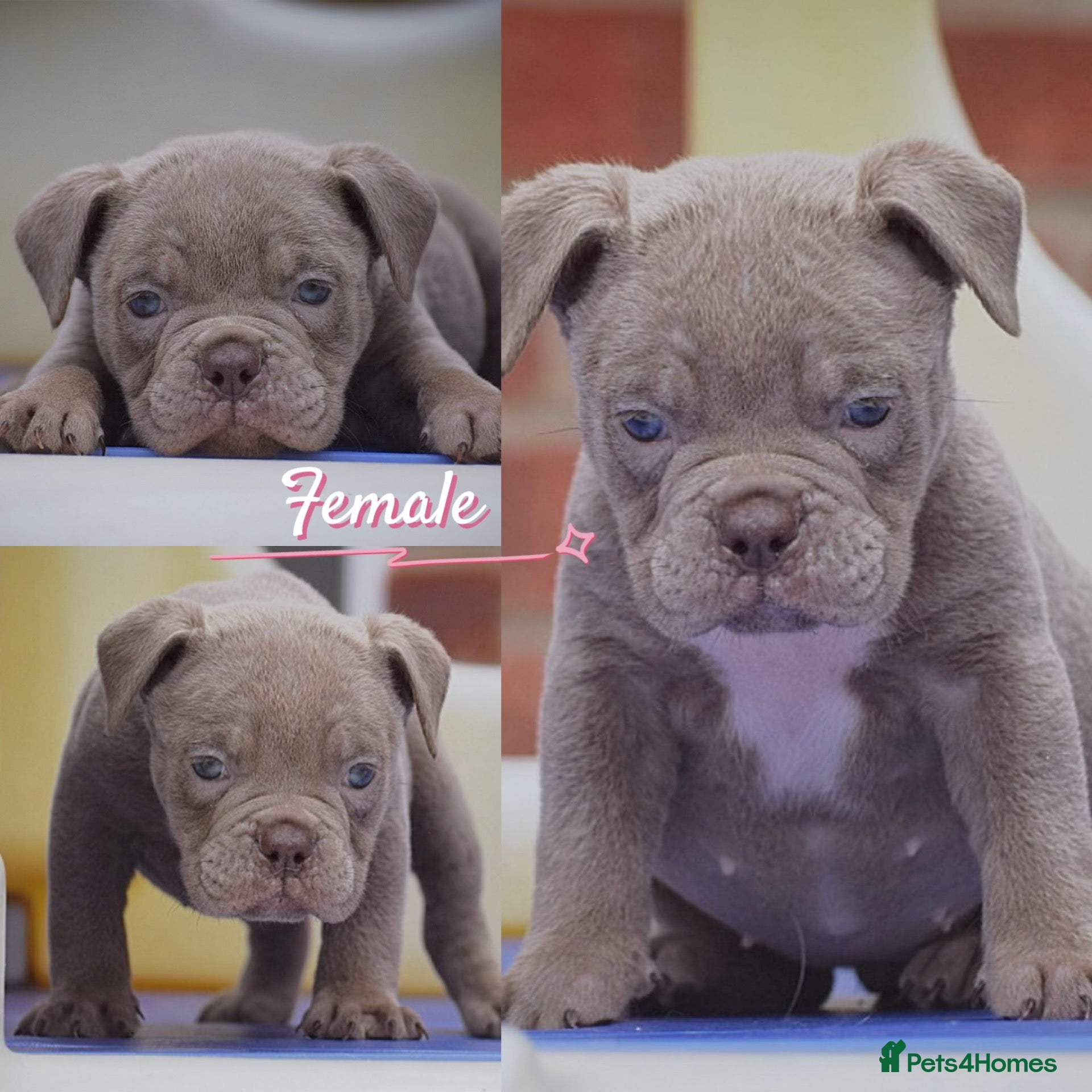 Olde English Bulldogge dogs Uk’s Longest & Most Reputable todate.  - Advert 1