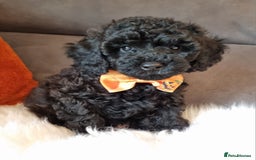 Cockapoo dogs for sale: Adorable best friend pups, sold fully vaccinated - Image 2