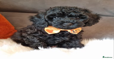 Cockapoo dogs - Advert 14