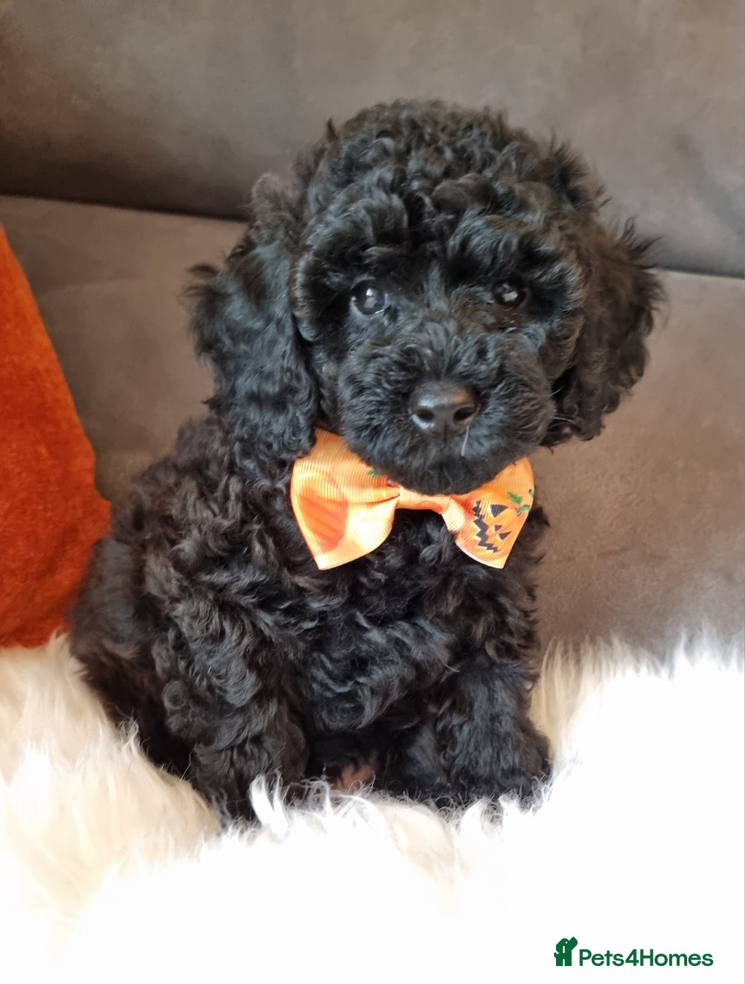 Cockapoo dogs for sale: Adorable best friend pups, sold fully vaccinated - Image 2