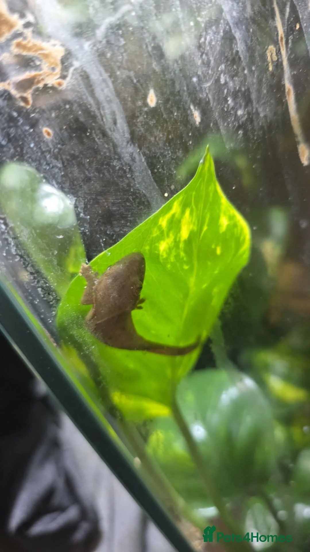 Gecko reptiles for sale: crested geckos please read the description  - Advert 6