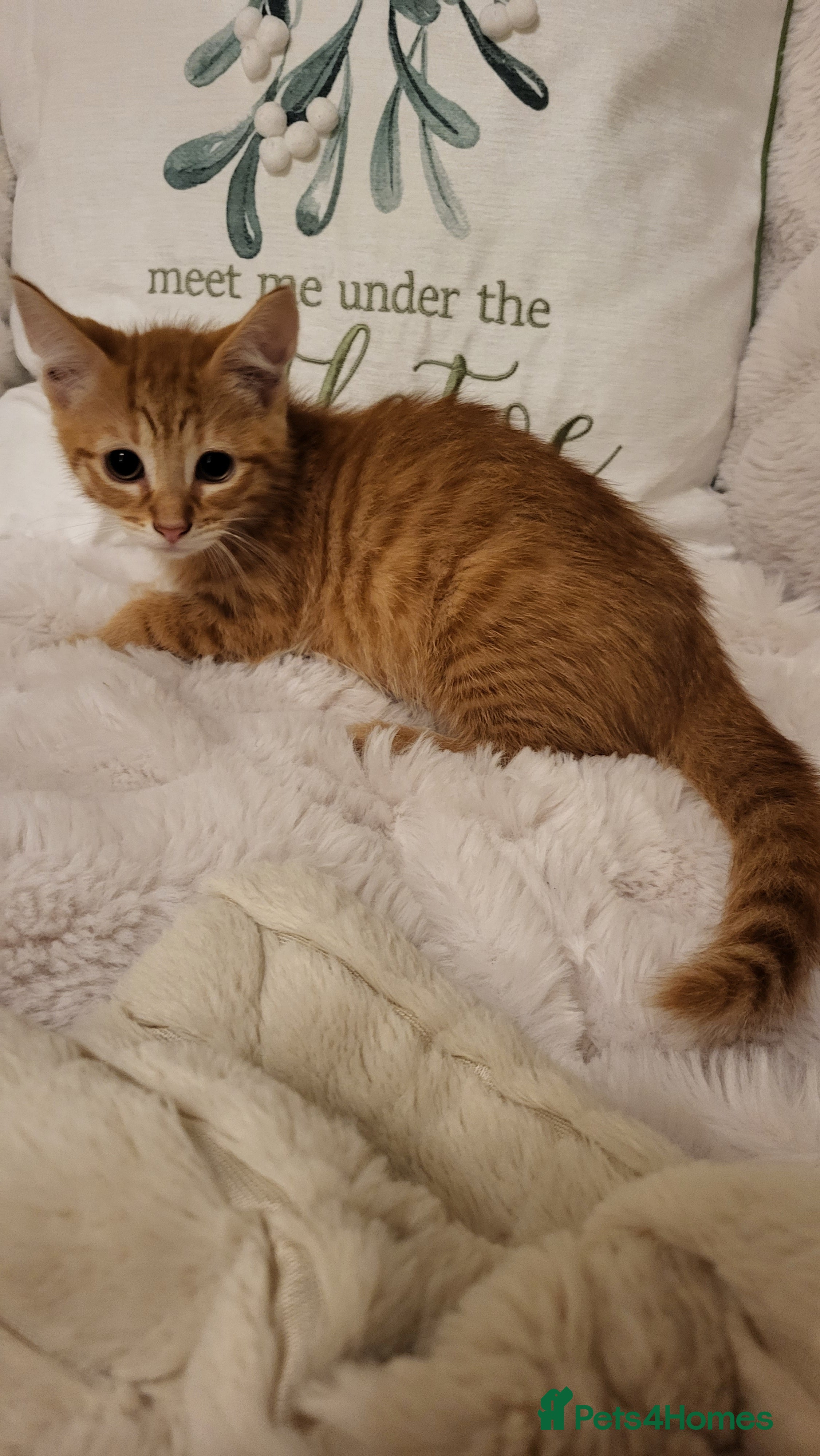 Mixed Breed cats Kittens READY NOW - Advert 3