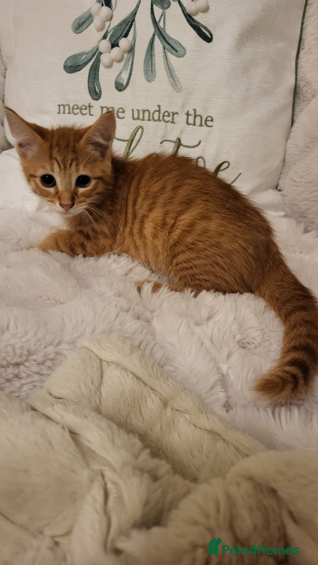 Mixed Breed cats for sale: Kittens READY NOW - Advert 1