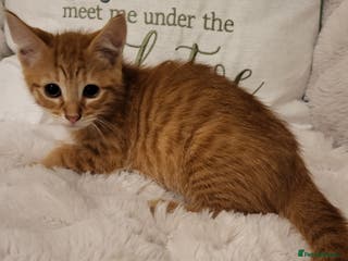 Mixed Breed cats Kittens READY NOW - Advert 21
