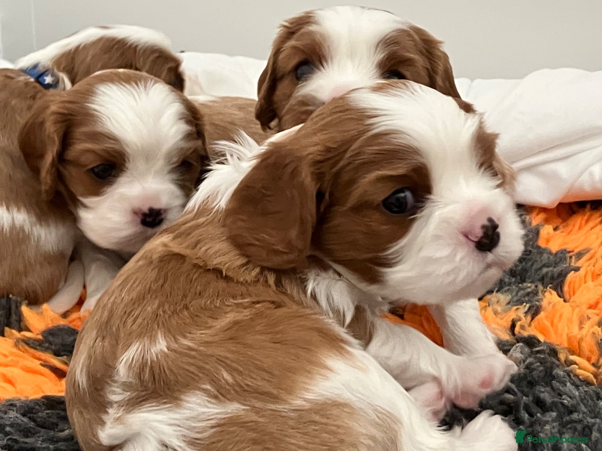Cavalier King Charles Spaniel dogs KC Registered Puppies from Health Tested Parents  - Advert 1