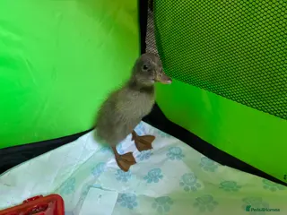 Ducks poultry Day old Indian runner duck pair - Advert 6