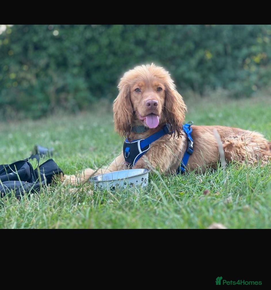 Cocker Spaniel dogs Health tested golden show cocker spaniel stud - Advert 19