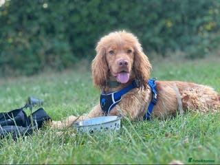 Cocker Spaniel dogs Health tested golden show cocker spaniel stud - Advert 11
