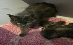 Maine Coon cats for sale: Blue Maine Coon babies - Image 6