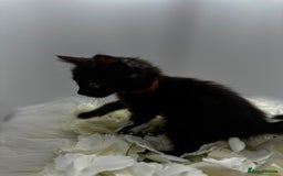 Egyptian Mau cats for sale: Smoke Egyptian MAU x Bengal spotted&marble kittens - Image 20