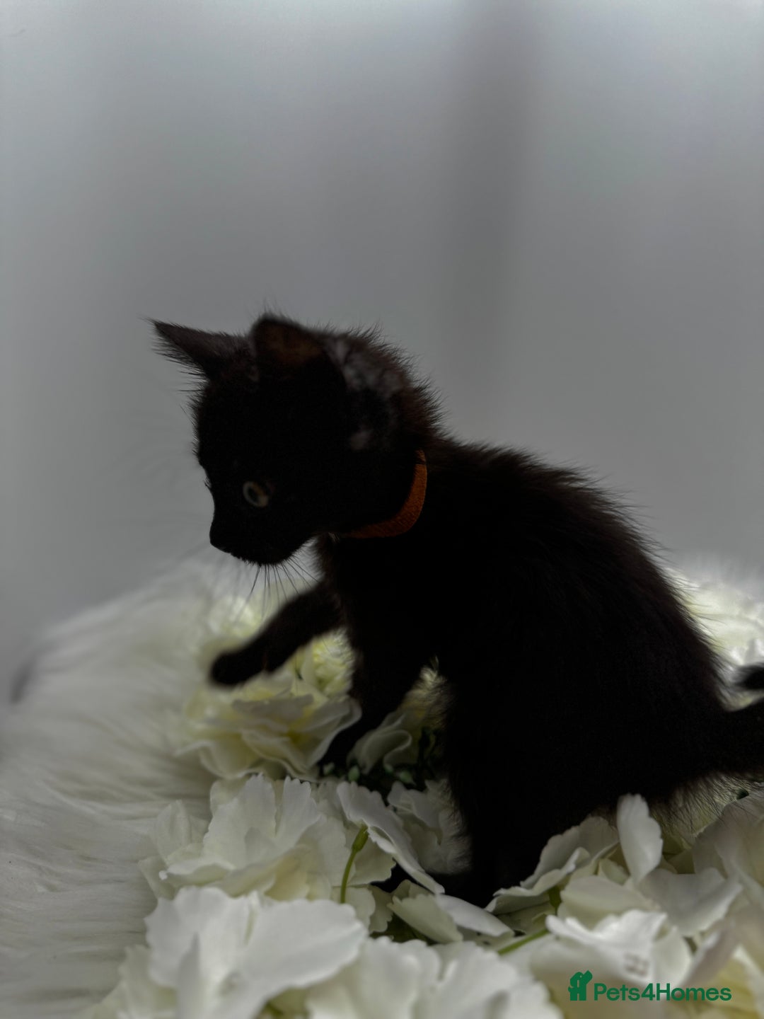 Egyptian Mau cats for sale: Smoke Egyptian MAU x Bengal spotted&marble kittens - Image 20