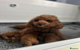 Toy Poodle dogs for sale: Adorable Toy Poodle Pups Looking for Forever Homes - Image 13
