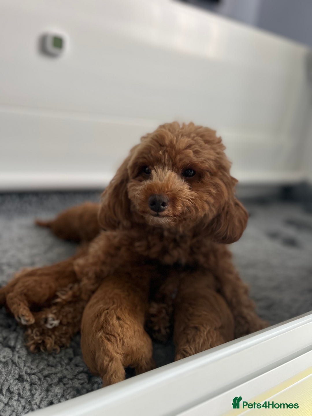 Toy Poodle dogs for sale: Adorable Toy Poodle Pups Looking for Forever Homes - Image 13