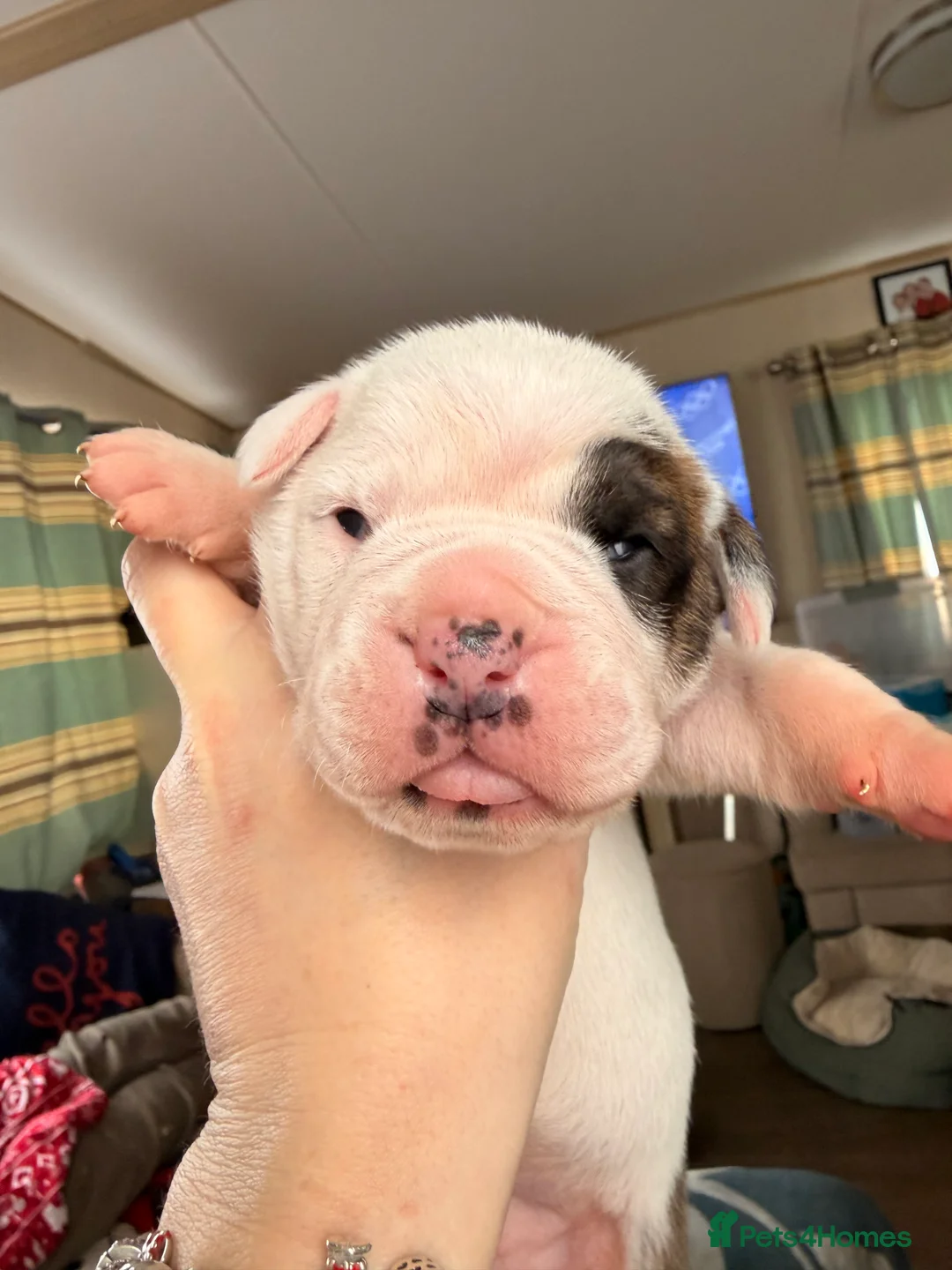English Bulldog dogs for sale: Bulldogs  in Sandown - Advert 15