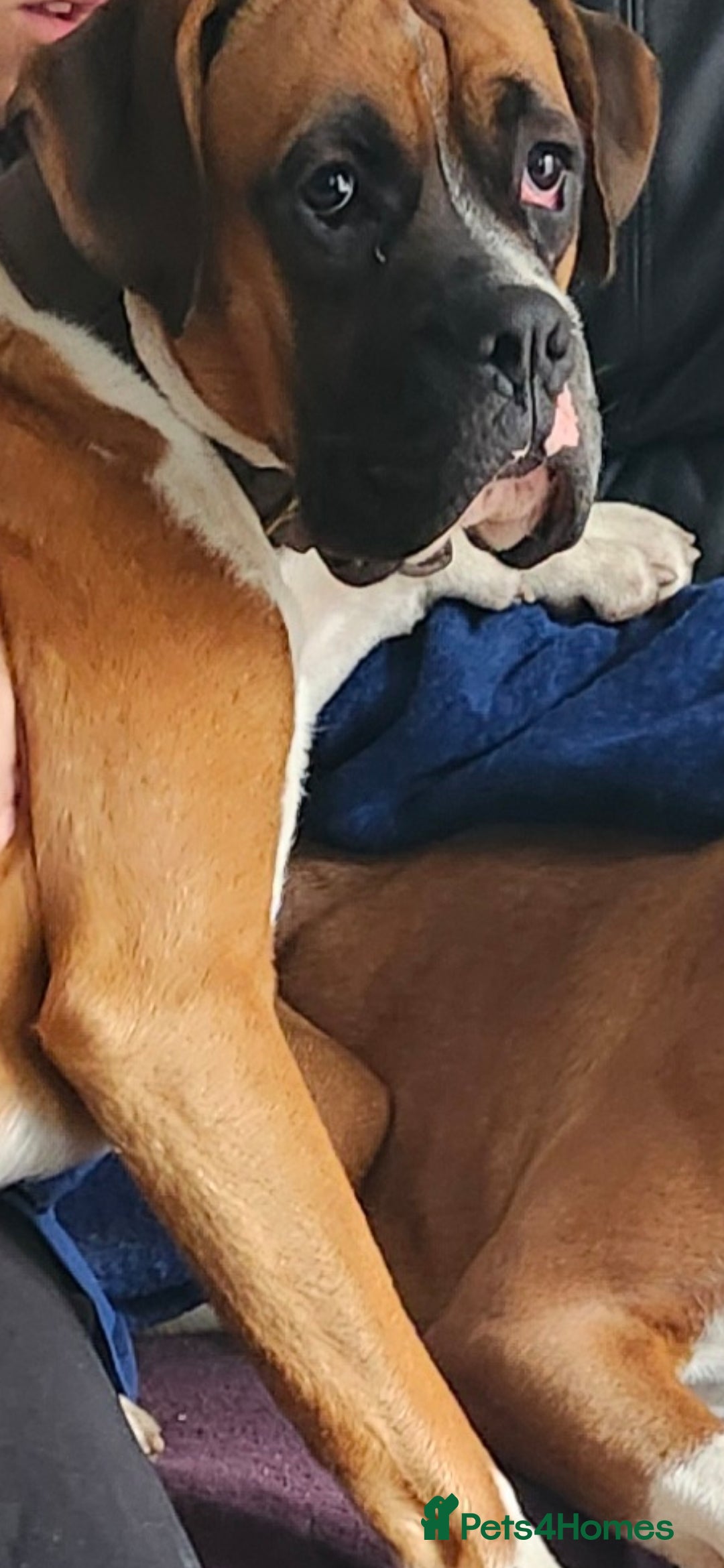 Boxer dogs for sale: Boxer 11 months - Image 3