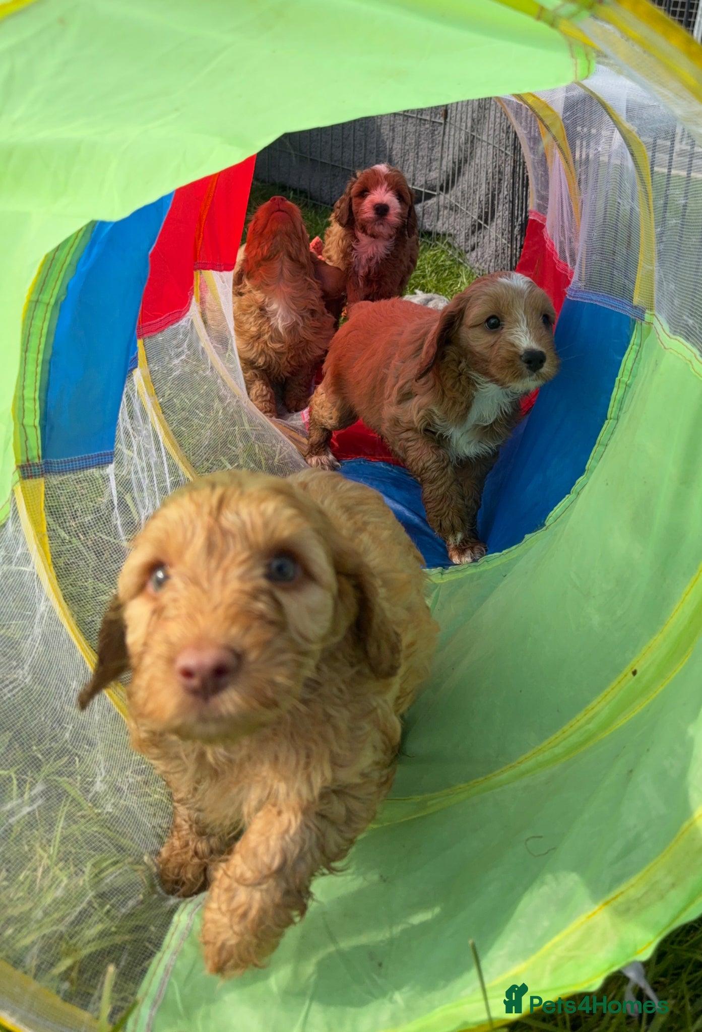 Cockapoo dogs Gorgeous red F1B cockapoo puppies - Advert 2