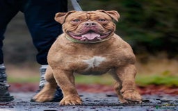 Olde English Bulldogge dogs for sale: Genetic Clear, Hip & Elbow Graded Breeding - Image 12
