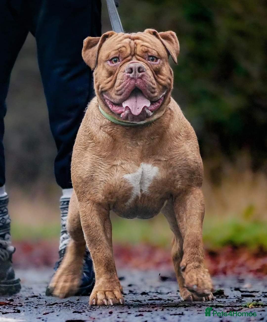 Olde English Bulldogge dogs for sale: Genetic Clear, Hip & Elbow Graded Breeding - Image 12