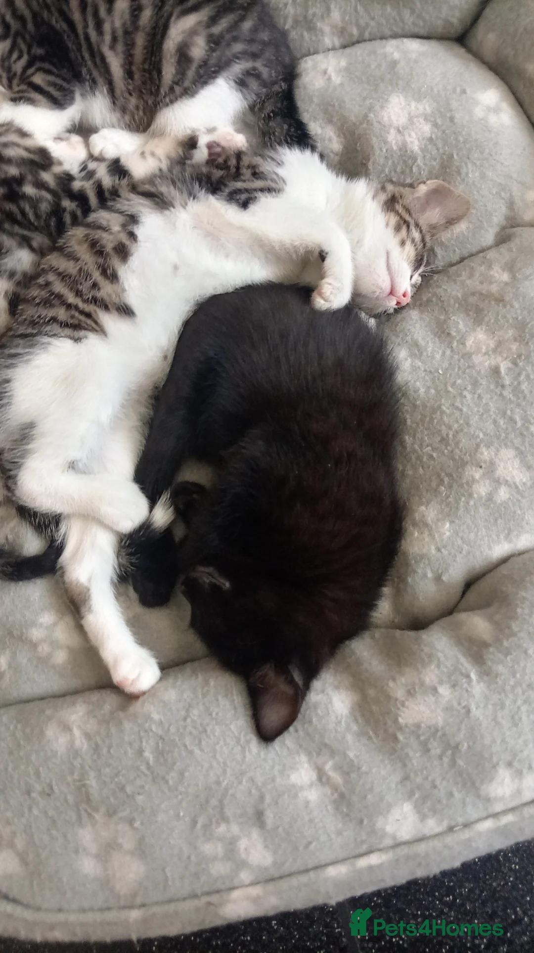 Mixed Breed cats for sale: Kittens in Newport - Advert 2