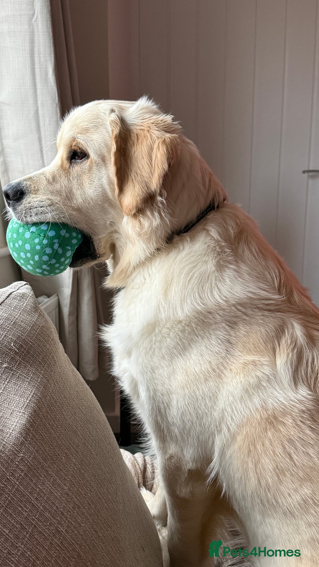 Golden Retriever dogs for sale: 11 month old Golden Retriever male  - Advert 3