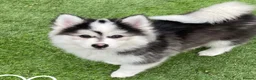 Pomsky dogs for stud: POMSKY STUD RARE BLUE💙 - Advert 7