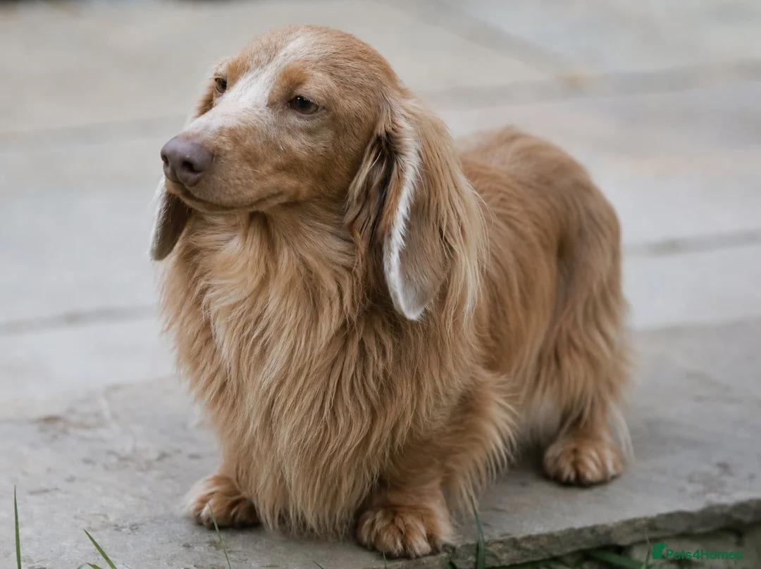 Miniature Dachshund dogs for sale: Long hair mini dachshund  in Pulborough - Advert 2