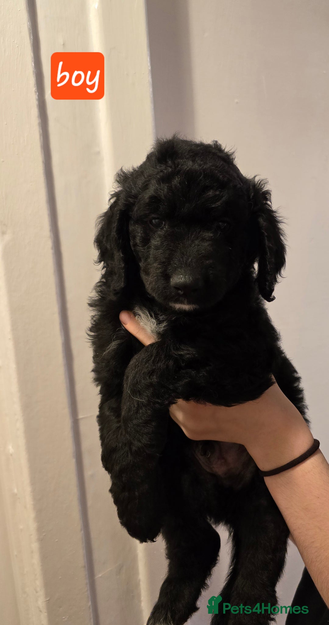Mixed Breed dogs for sale: Standard poodle  cross - Advert 4