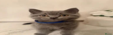 Oreo - blue collar 