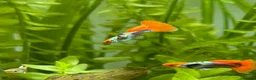 Live Bearers fish for sale: Adolescent Dumbo Ear Tuxedo Koi Guppy (Male) - Advert 1