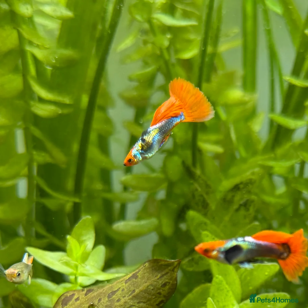 Live Bearers fish for sale: Adolescent Dumbo Ear Tuxedo Koi Guppy (Male) - Advert 1
