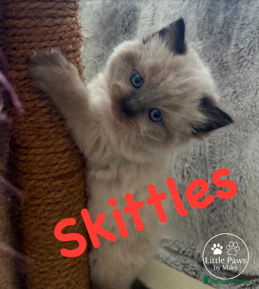 Ragdoll cats for sale: GCCF Exceptional Pedigree Ragdolls 🌸 - Advert 9