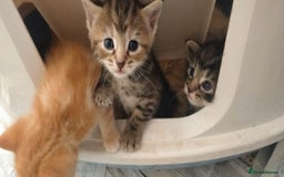 Ragdoll cats for sale: Beautiful Ragdoll x Kittens  - Advert 2