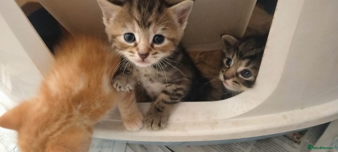 Ragdoll cats for sale: Beautiful Ragdoll x Kittens  - Advert 2