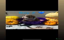 English Bulldog dogs for sale: 🐶 KC Registered English Bulldog Puppies 🐶 - Image 28