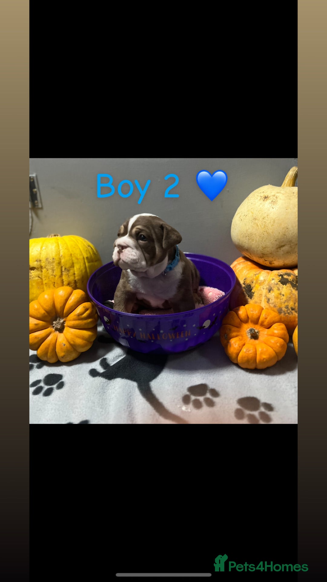 English Bulldog dogs for sale: 🐶 KC Registered English Bulldog Puppies 🐶 - Image 28