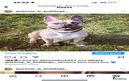 French Bulldog dogs for sale: French bulldog  - Image 26