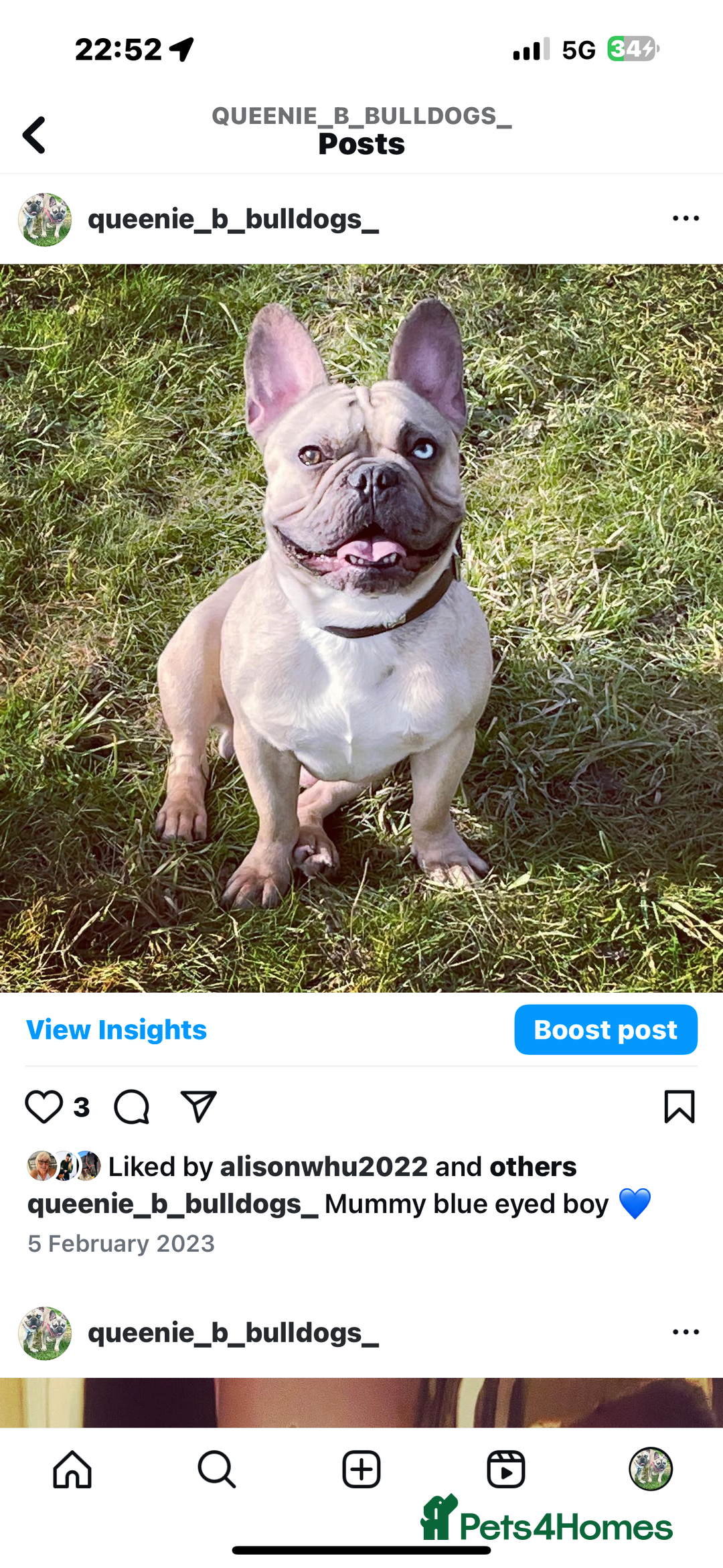 French Bulldog dogs for sale: French bulldog  - Image 26