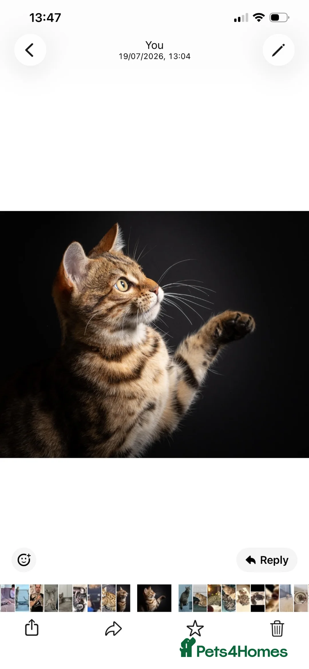 Bengal cats for sale: Outstanding TICA Breeding Queen Available 😻😻 - Advert 6