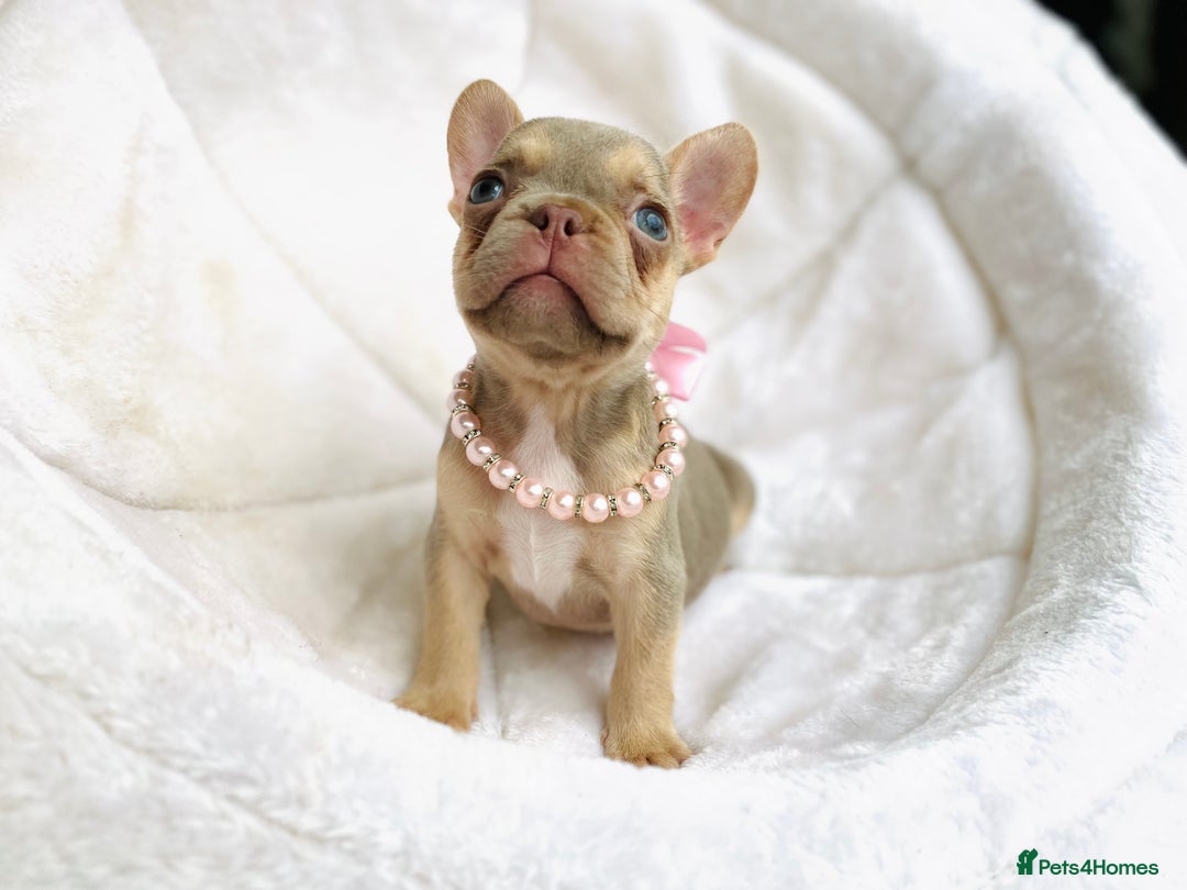 French Bulldog dogs for sale: NEWSHADE ISABELLA MALE FRENCH BULLDOGS - Image 8