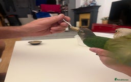 Conures birds for sale: 6 weeks tamed babies conure for sale - Image 8