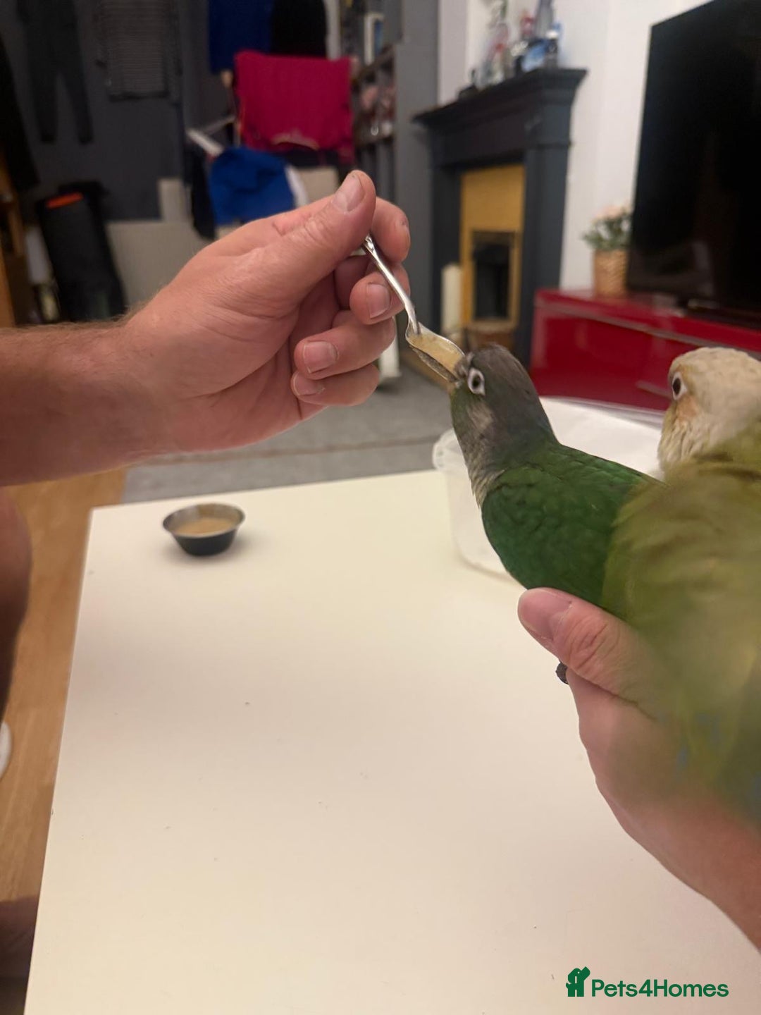 Conures birds for sale: 6 weeks tamed babies conure for sale - Image 8
