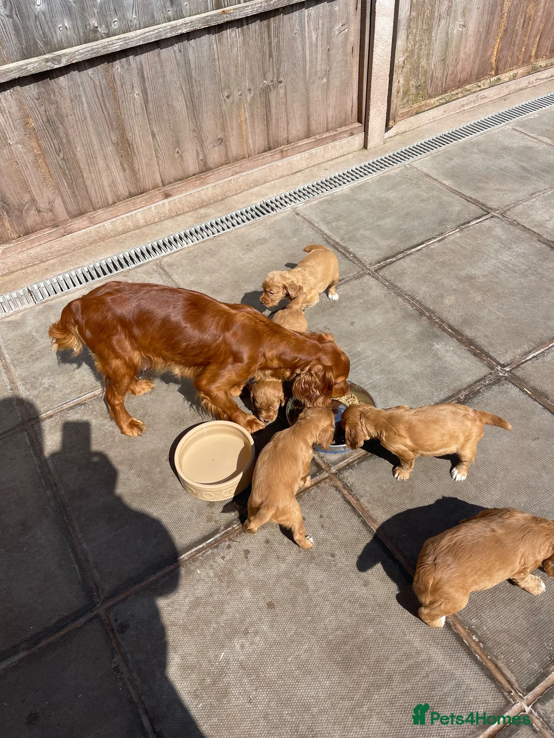 Cocker Spaniel dogs for sale: Cocker spaniel puppies ready now - Advert 1