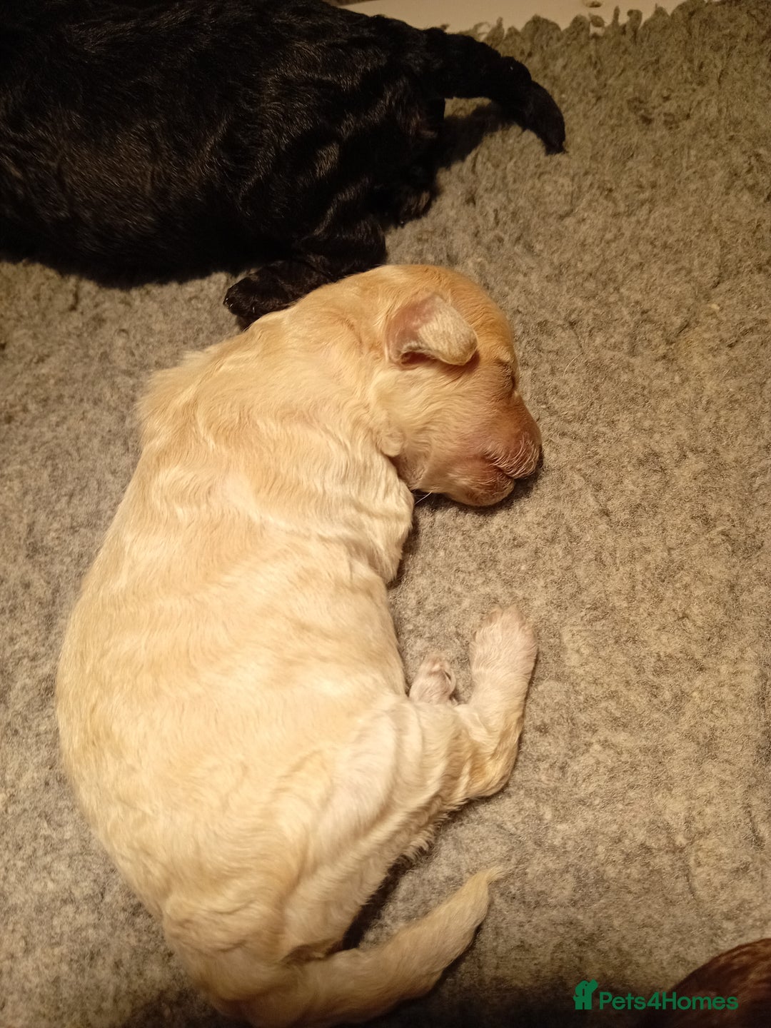 Mini Goldendoodle dogs for sale: Gorgeous Miniature Double Doodle puppies  - Advert 16